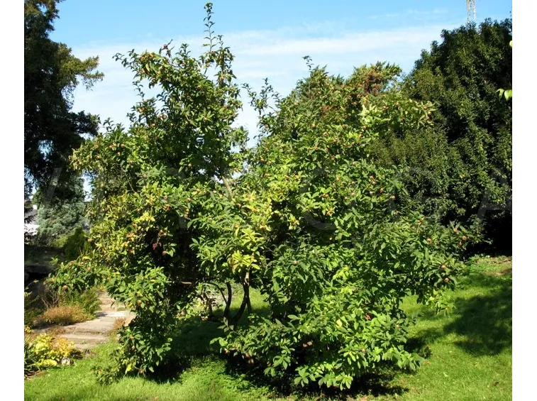nespolo