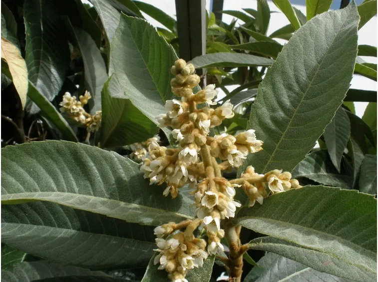 fiori nespolo giapponese