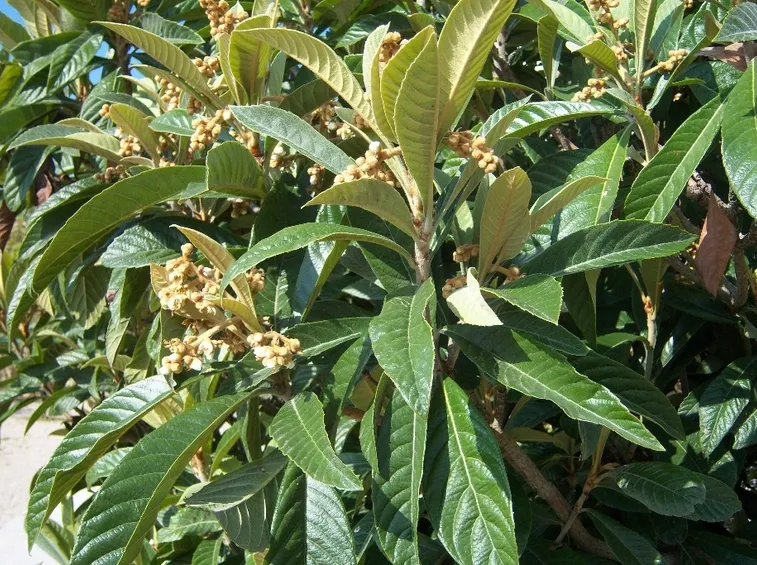 nespolo giapponese