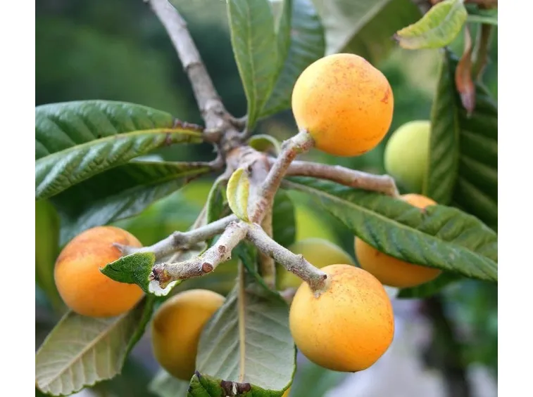 frutti nespolo