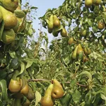pianta di pere