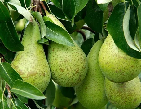 Alberi di pero