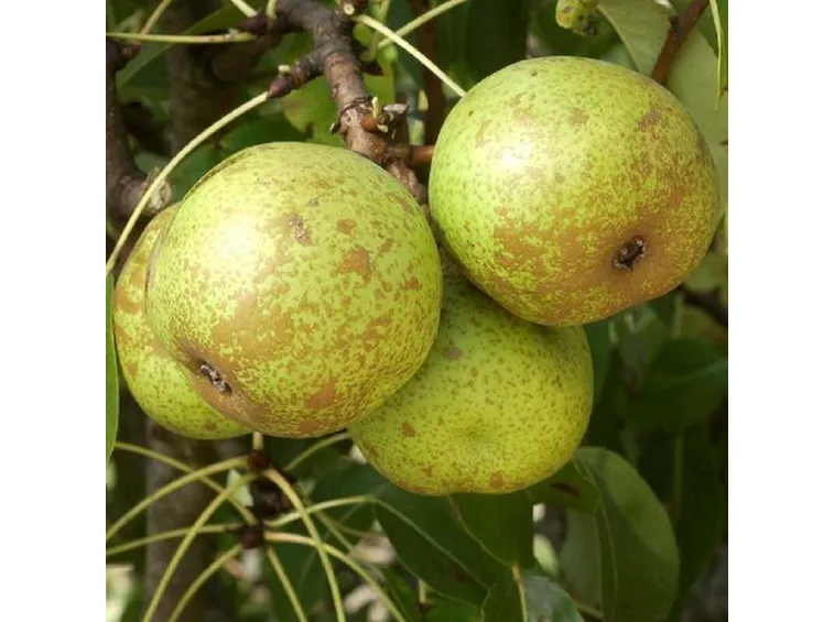 Bergamotta Esperen