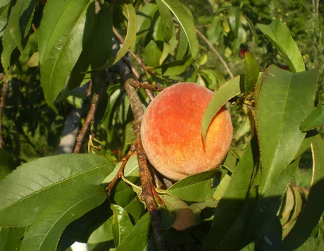pesche