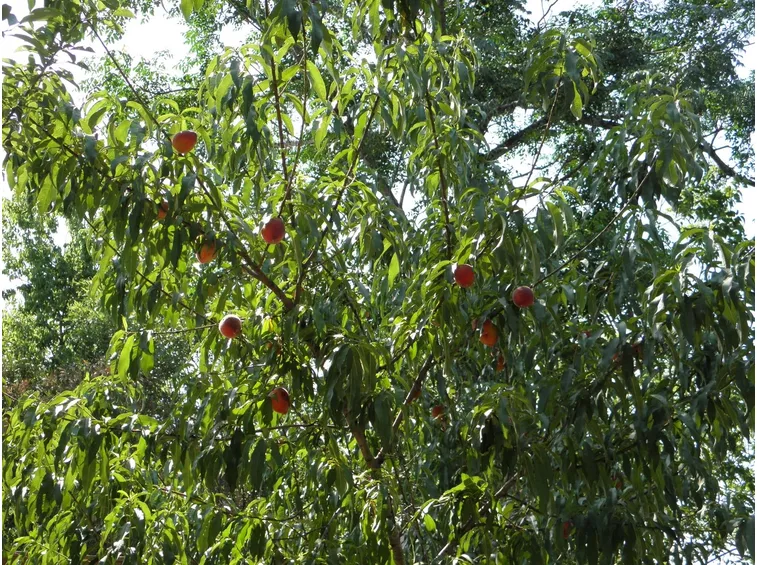 pianta di pesche
