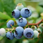 frutti di bosco