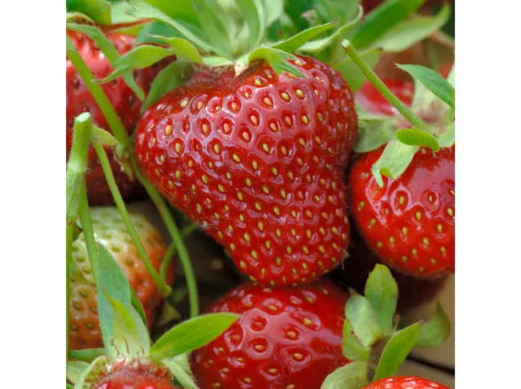 fragole
