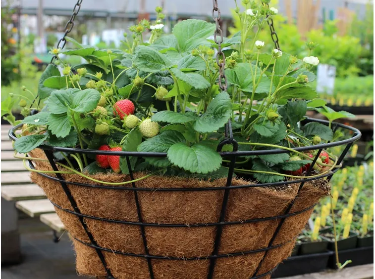 fragole in vaso
