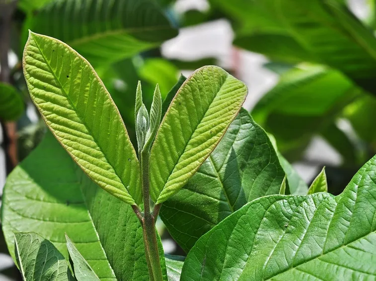 pianta guava