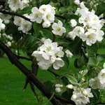 fiori di melo