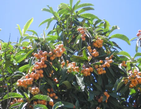 pianta di nespole