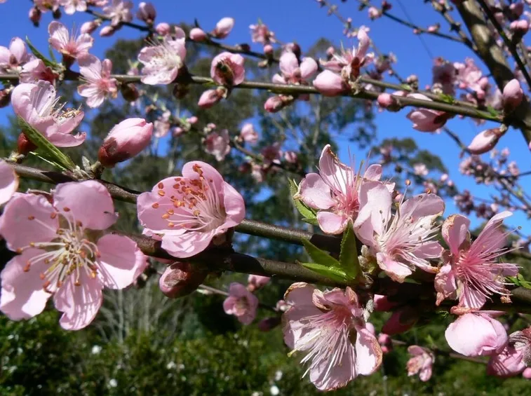 fiori di pesco