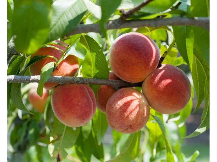 frutti pesche
