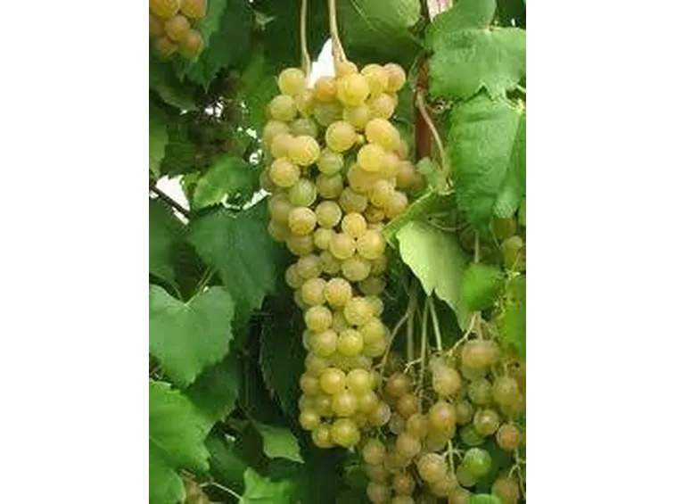 uva bianca