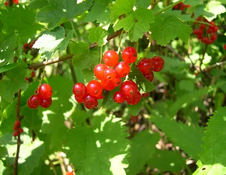 ribes
