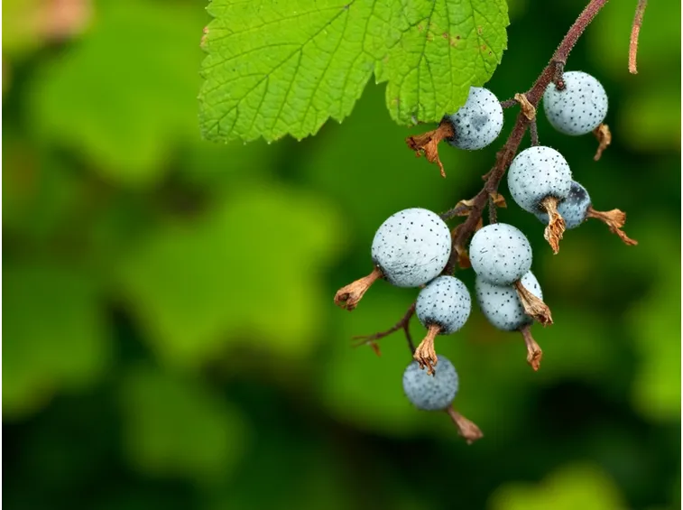 ribes