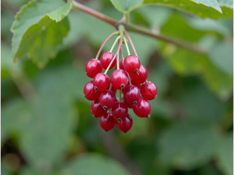 Moltiplicazione ribes