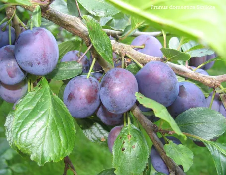 susine