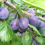 susine