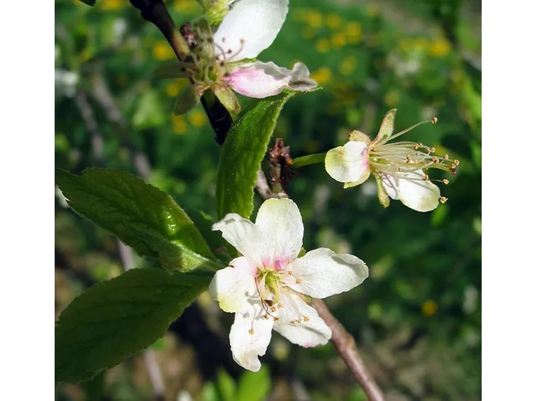 fiori susino