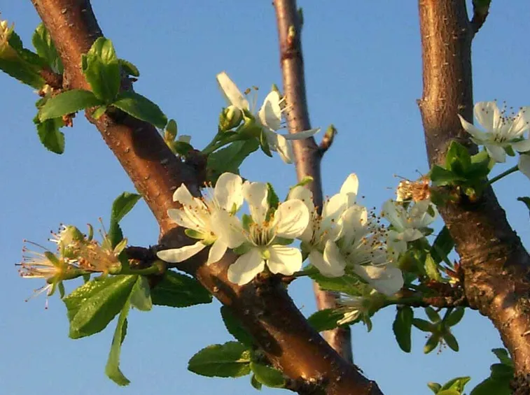 fioritura susino