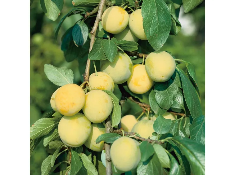 susine gialle