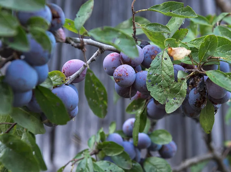 prunus domestica