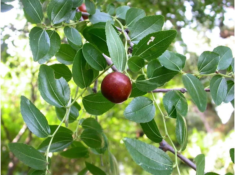 giuggiola