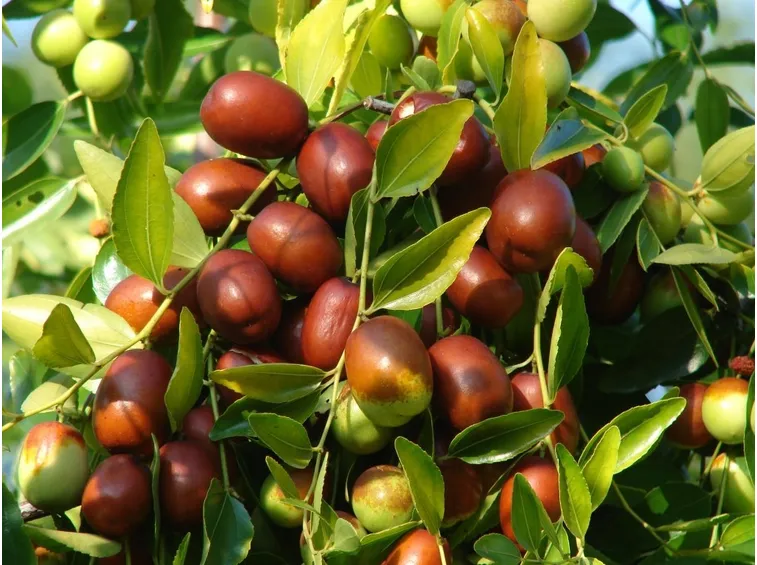 giuggiolo