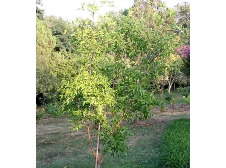 giuggiolo messa a dimora