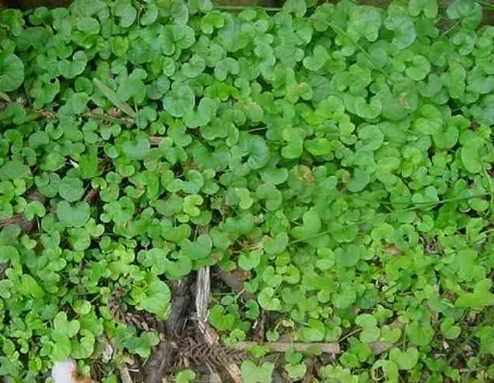 dichondra repens
