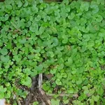 dichondra repens