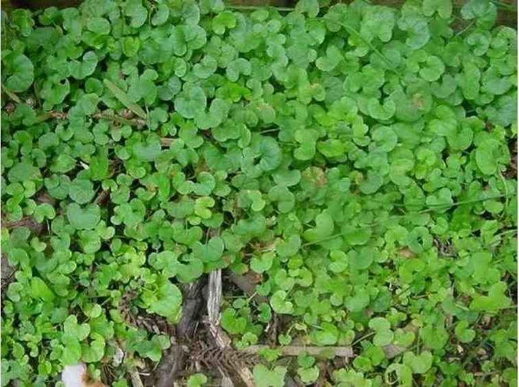 dichondra repens