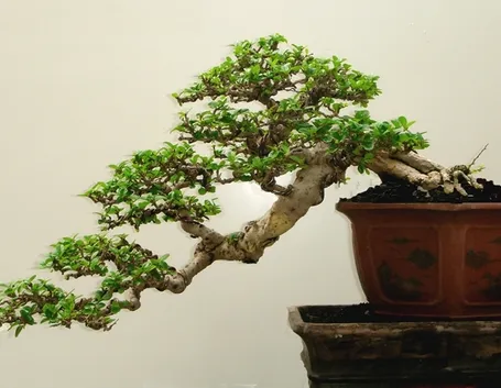 bonsai