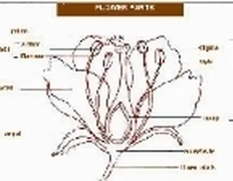 Il Fiore