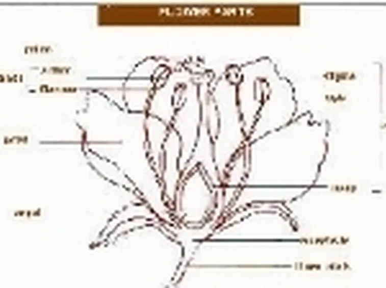 Il Fiore