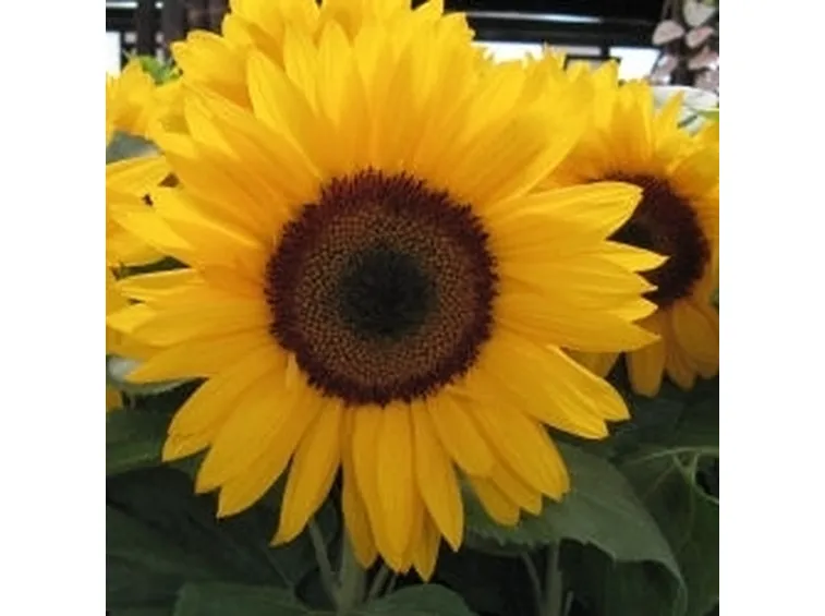Il Fiore
