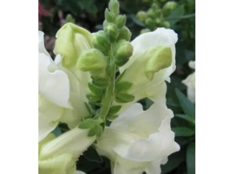 Il Fiore