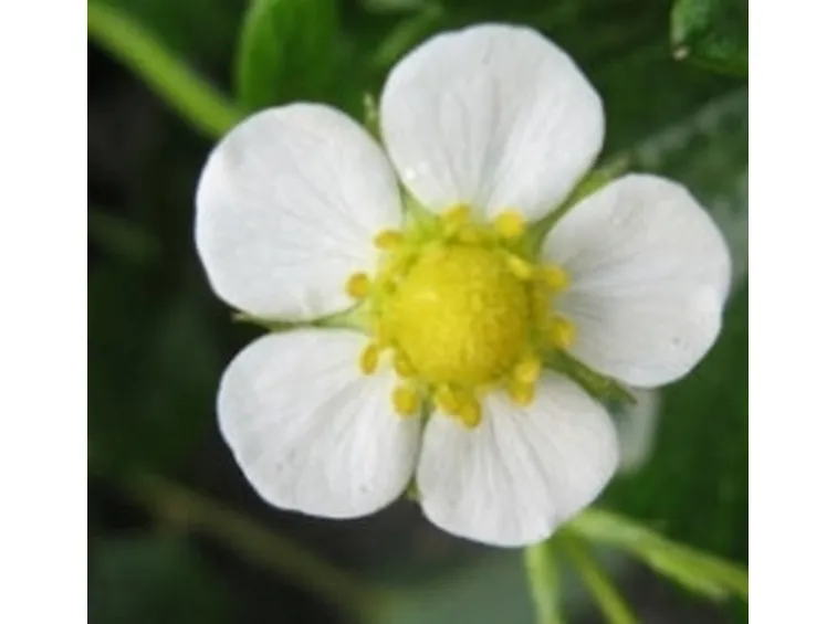 Il Fiore