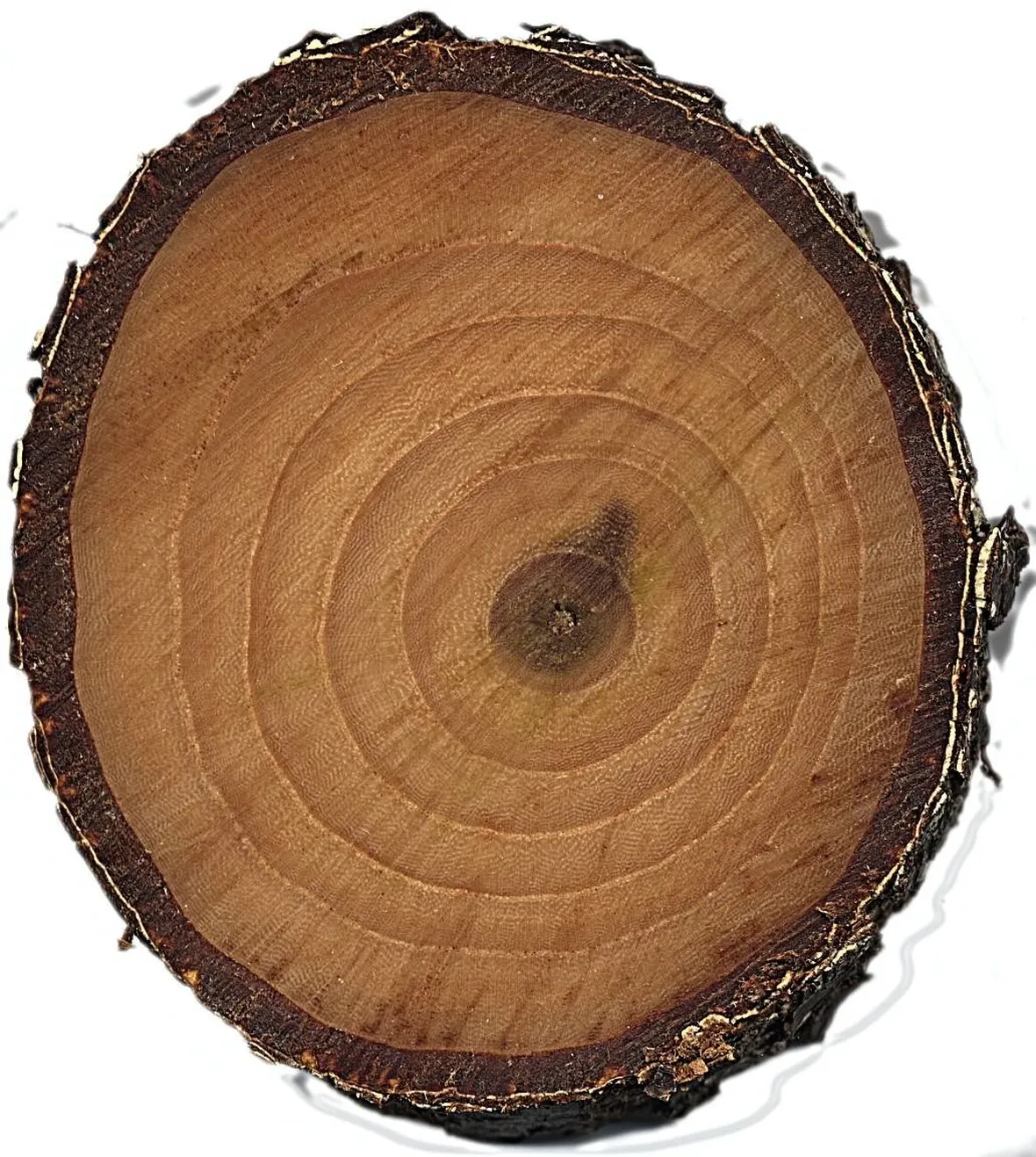Il legno
