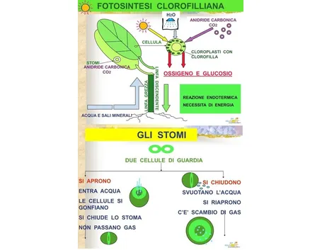 Uno schema della fotosintesi clorofilliana