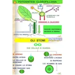 Uno schema della fotosintesi clorofilliana