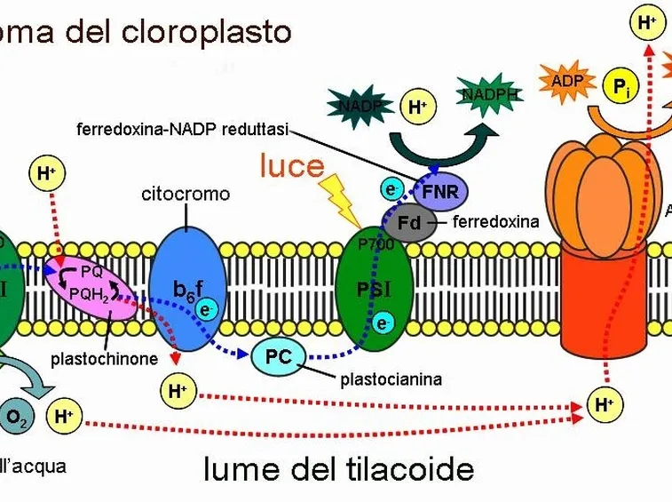 Lo schema della fase luminosa