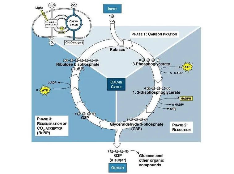 Schema del ciclo di Calvin