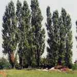 Pioppi