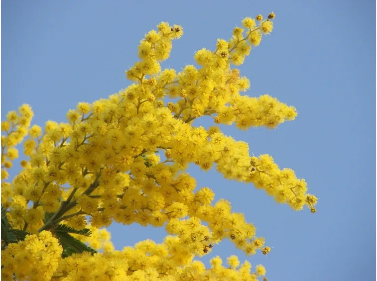 Mimosa