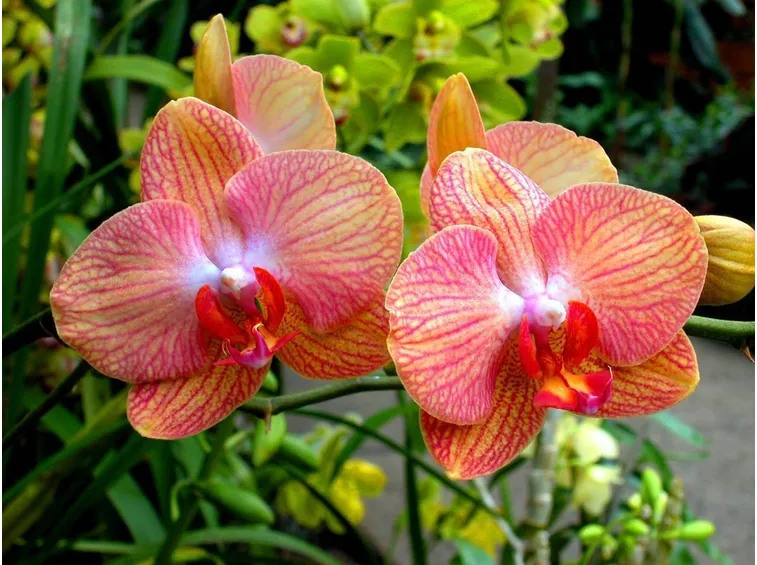 Orchidea