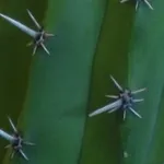 succulenza
