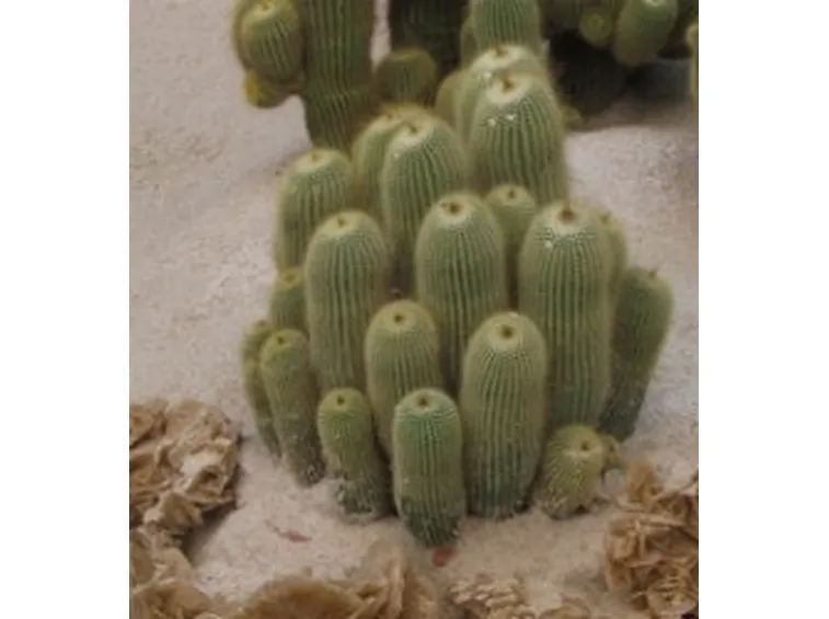 succulenza