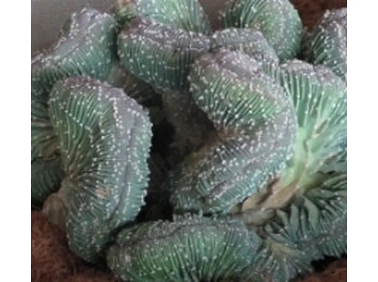 succulenza
